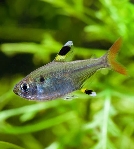 Pristella Tetra