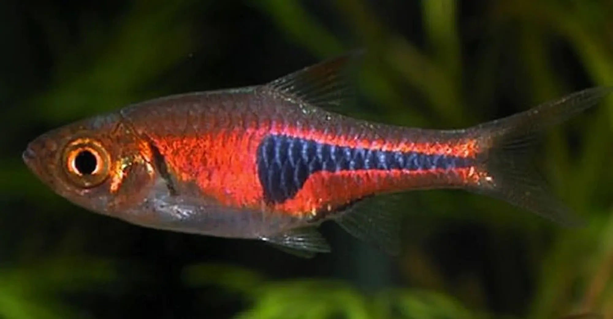 Lambchop Rasbora