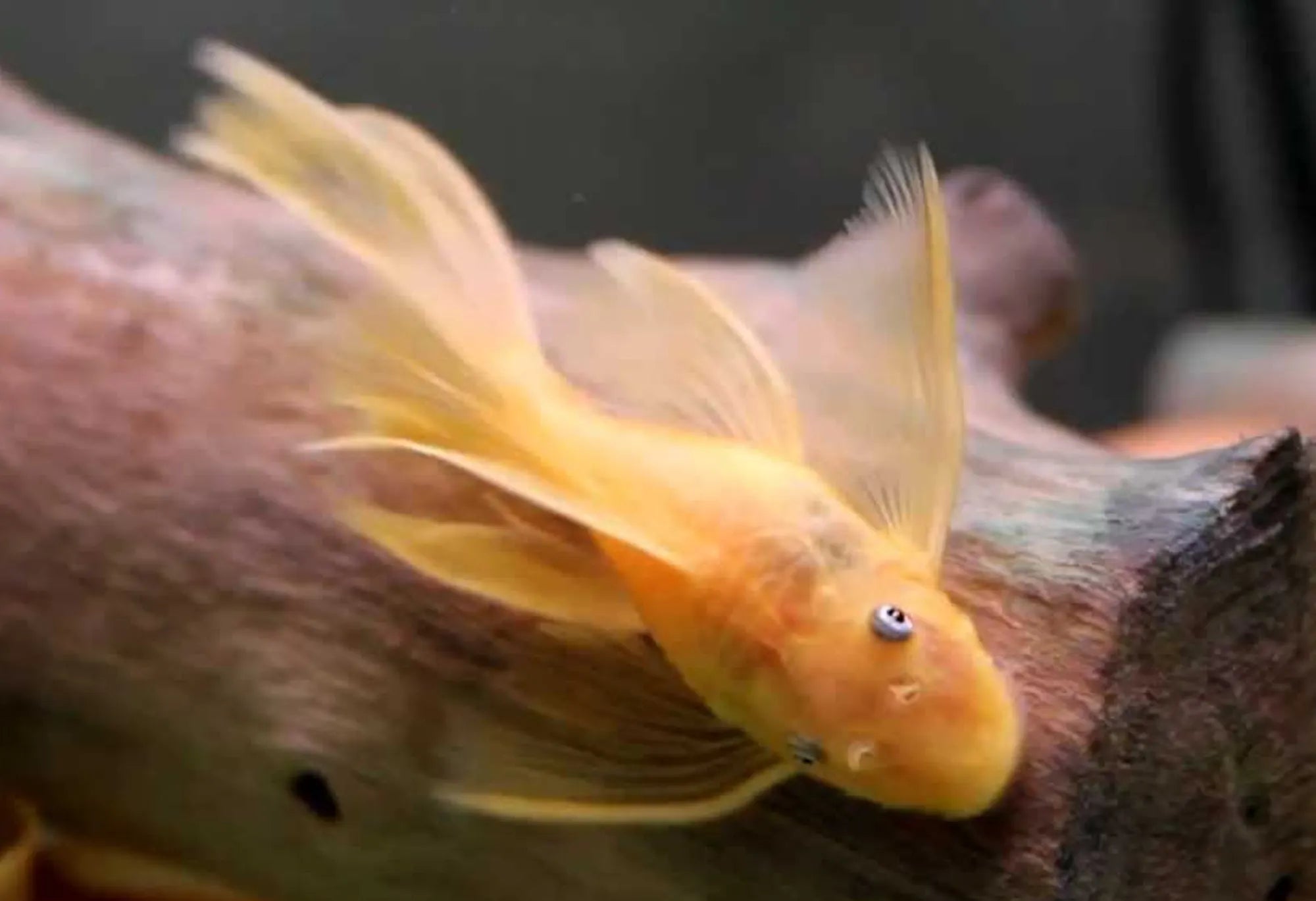 Longfinned Golden Bristlenose