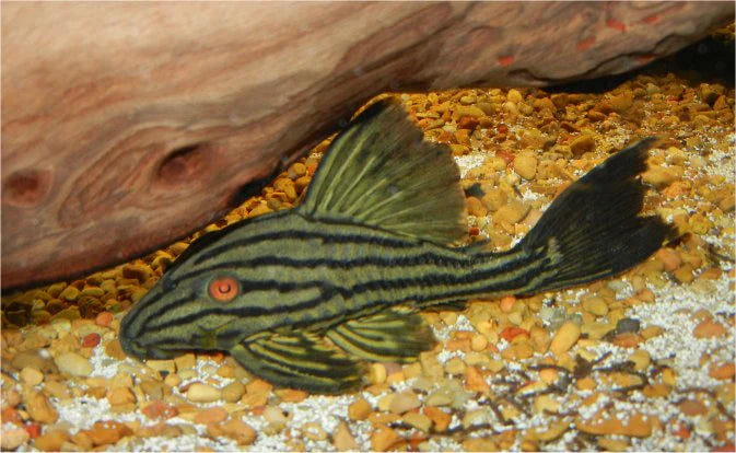 Royal Pleco (L190)