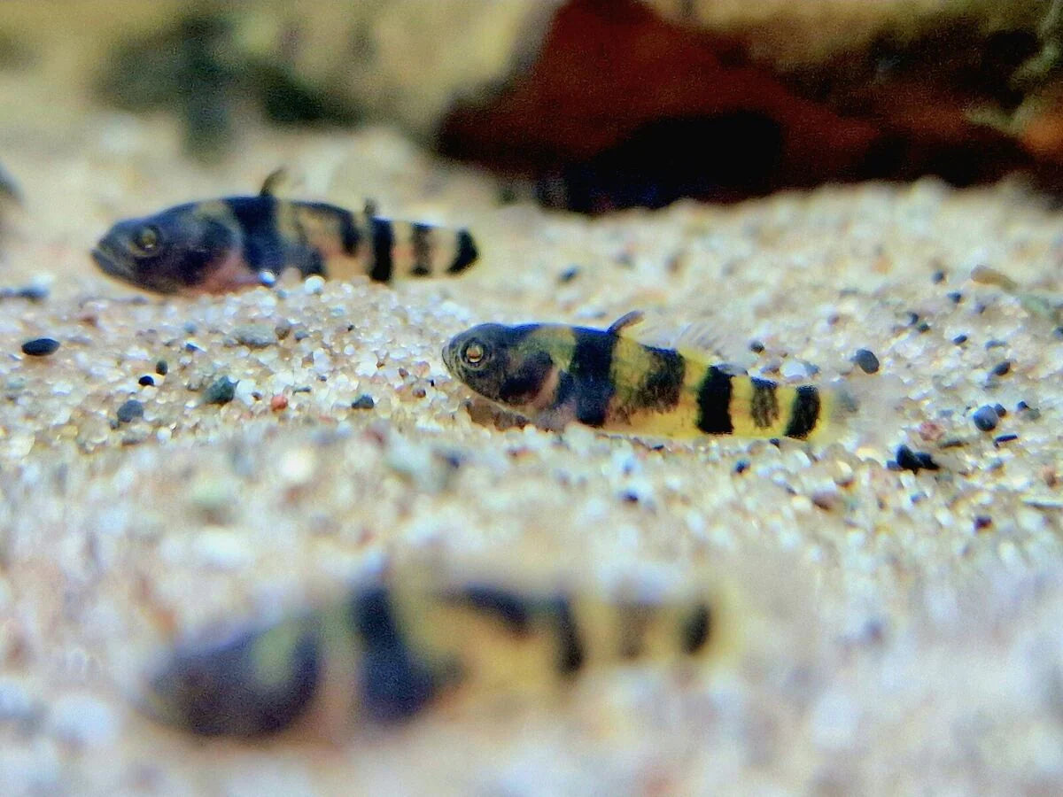 Bumblebee Goby