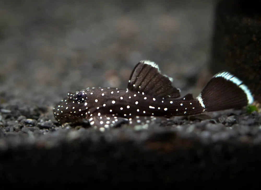 Starlight Bristlenose L183