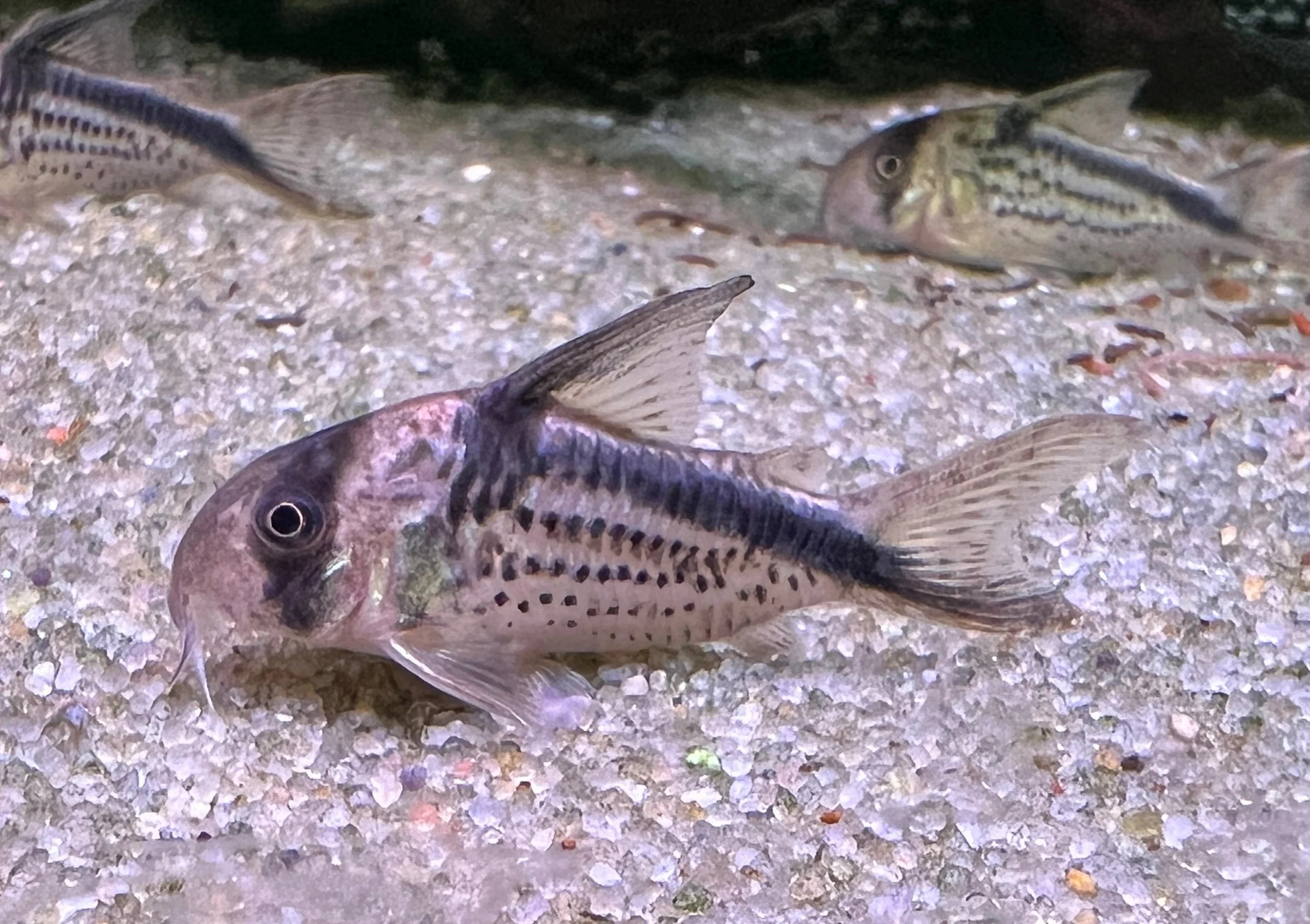 Loxozonus Corydoras