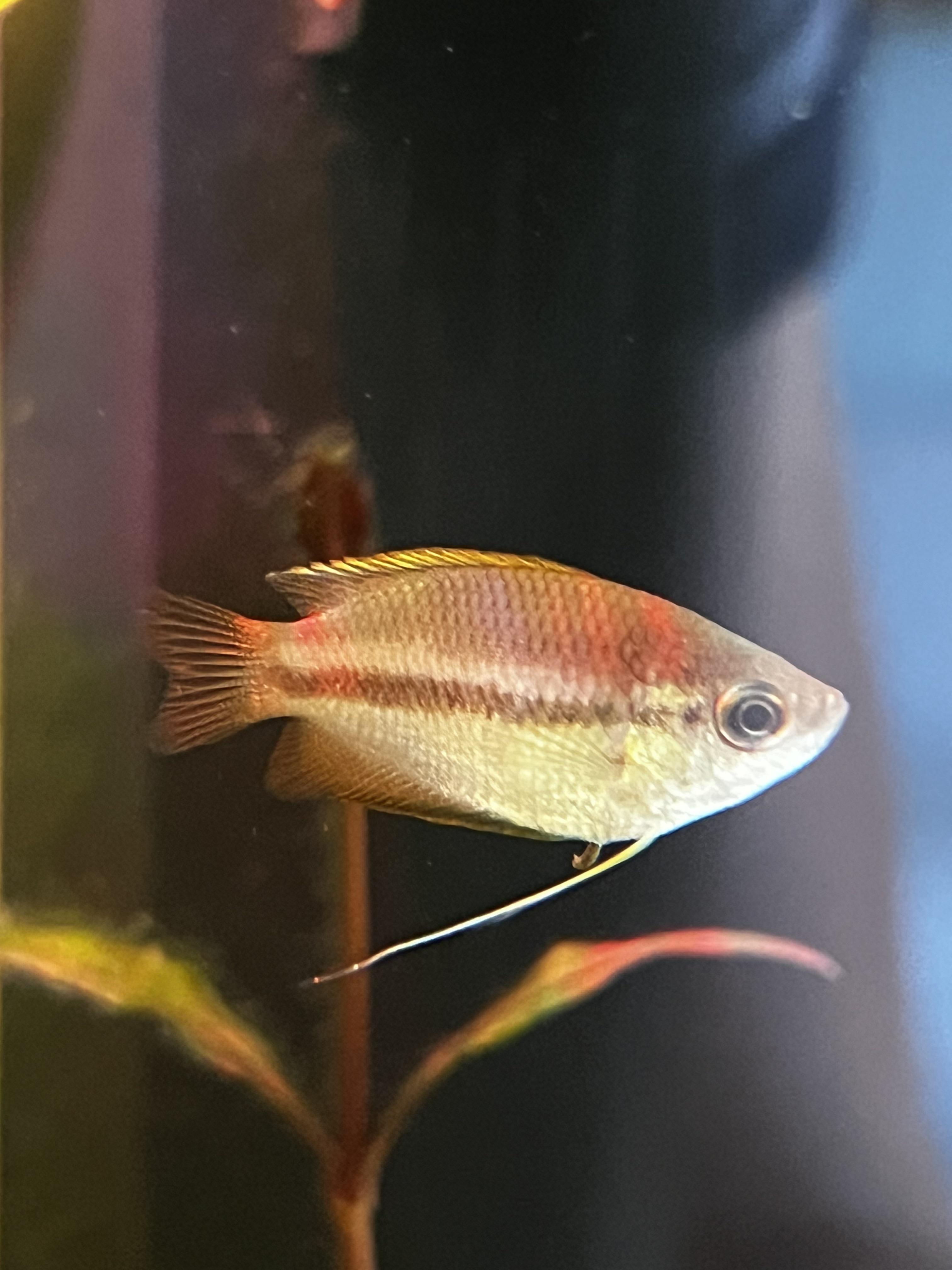 Honey Gourami