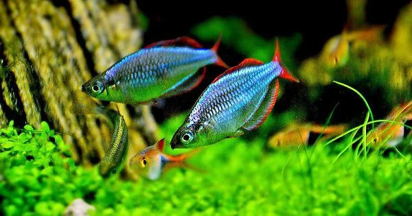 Neon Dwarf Rainbow
