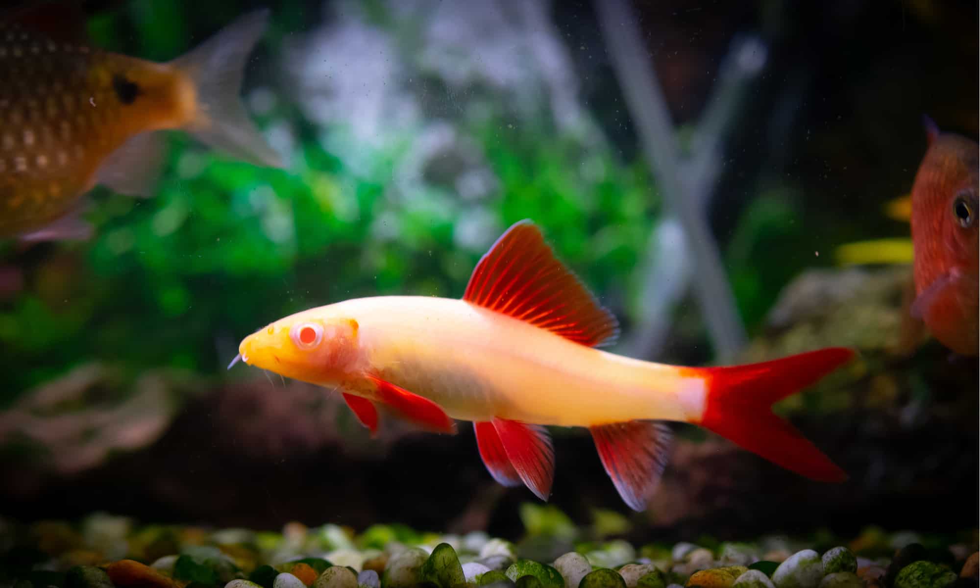 Golden Rainbow Shark