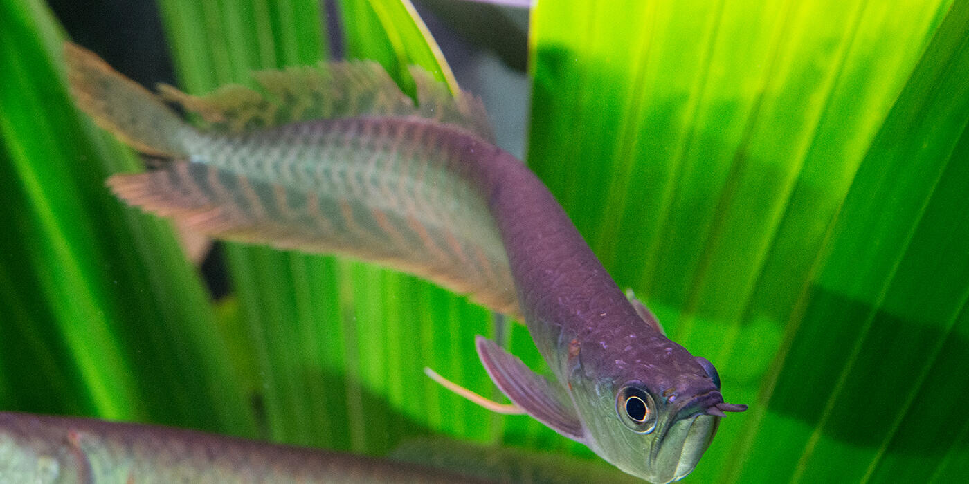 Silver Arowana