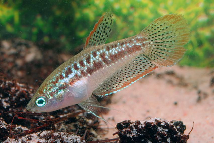 Sparkling Gourami