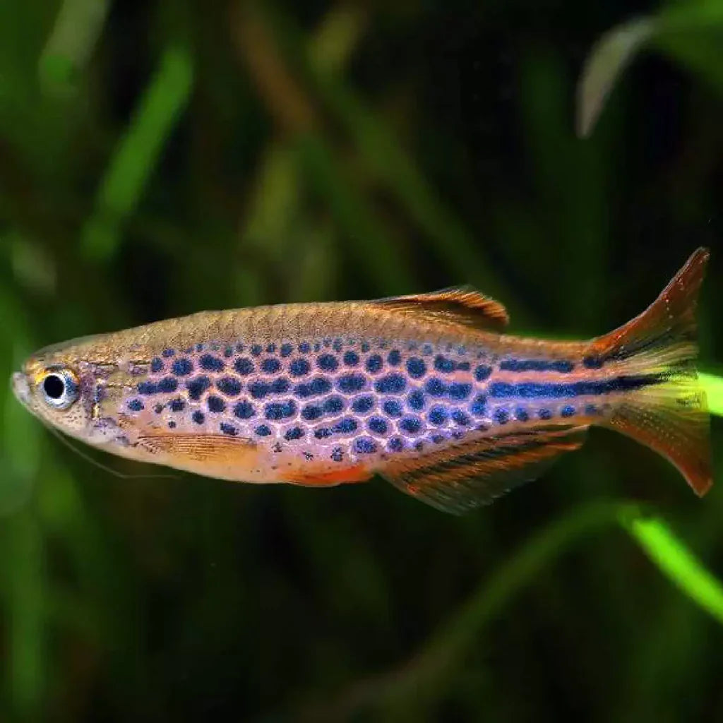 Spotted Kyathit Danio