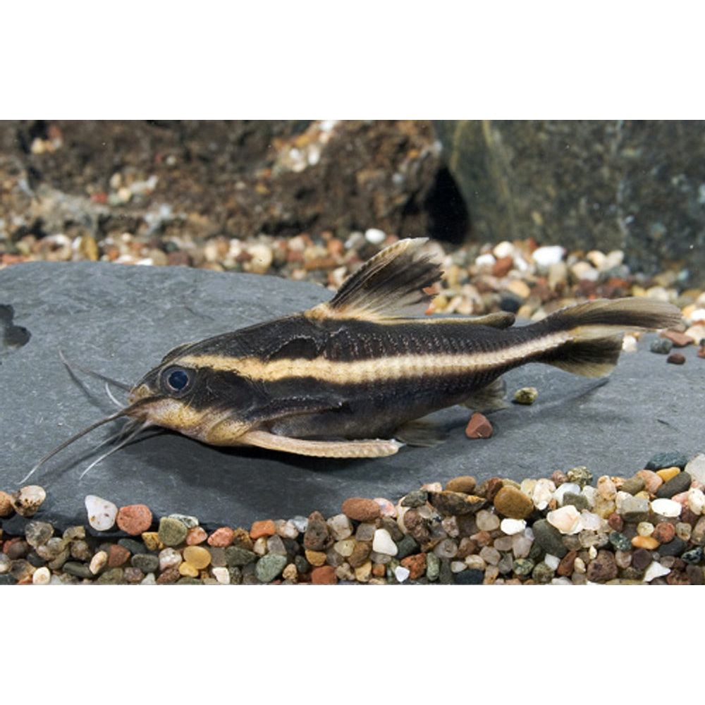 Raphael Catfish (Platydoras armatulus) Aka Chocolate stripe catfish