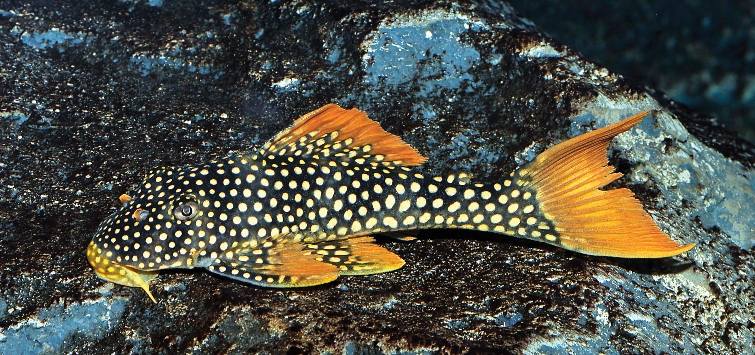 Sunshine Pleco (L014)
