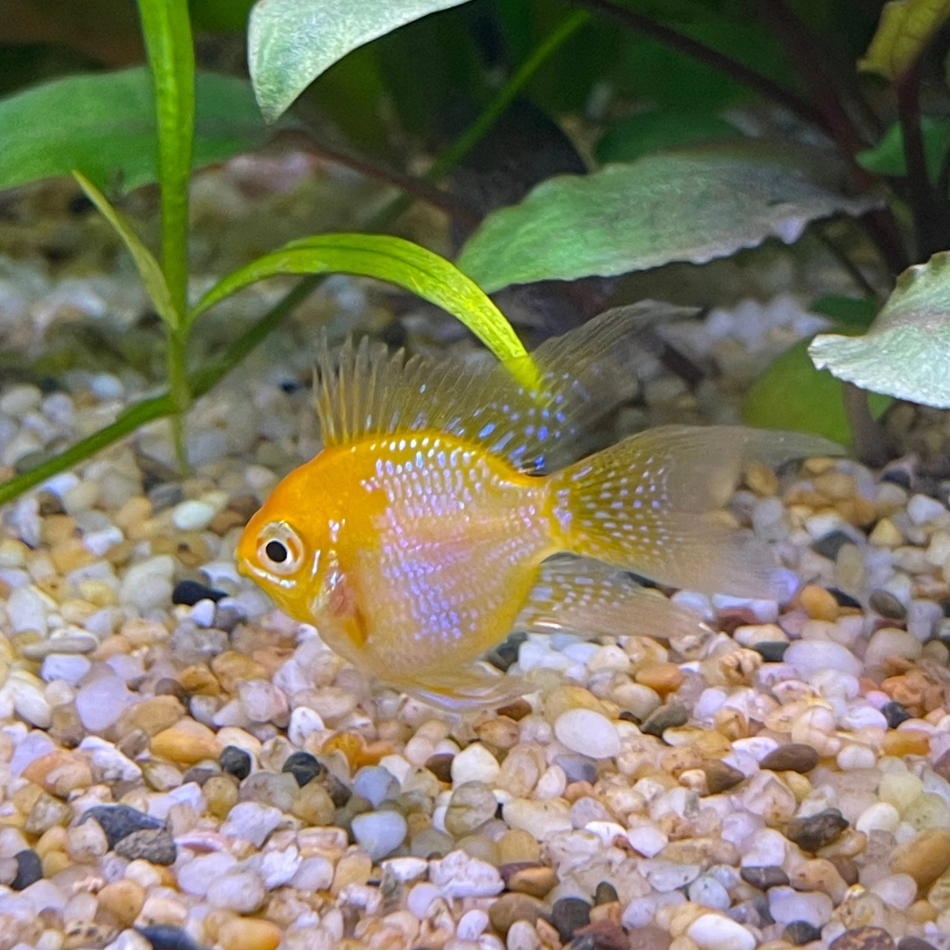 Gold Balloon Ram