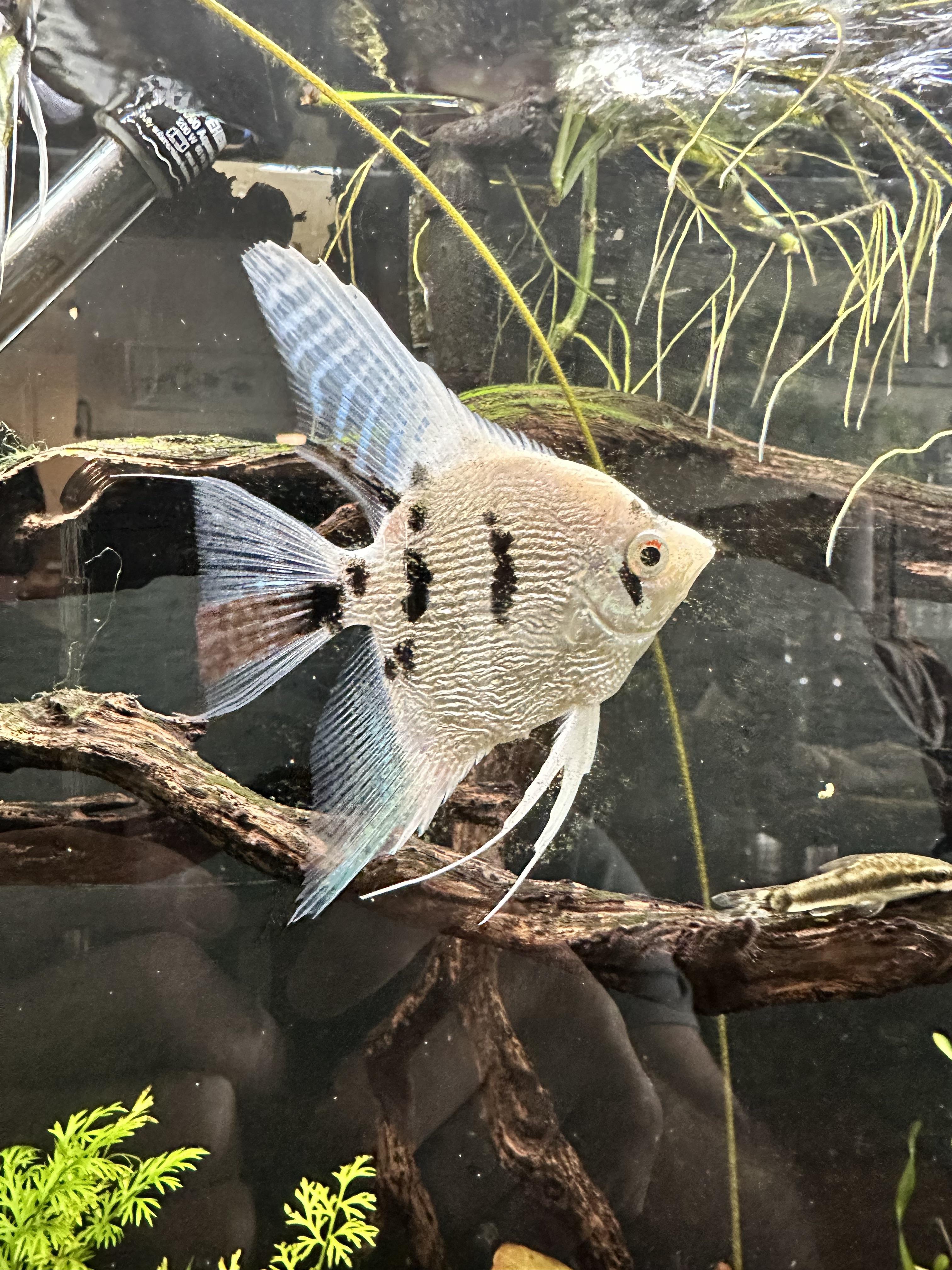 Pearl Scale Angelfish (Small)