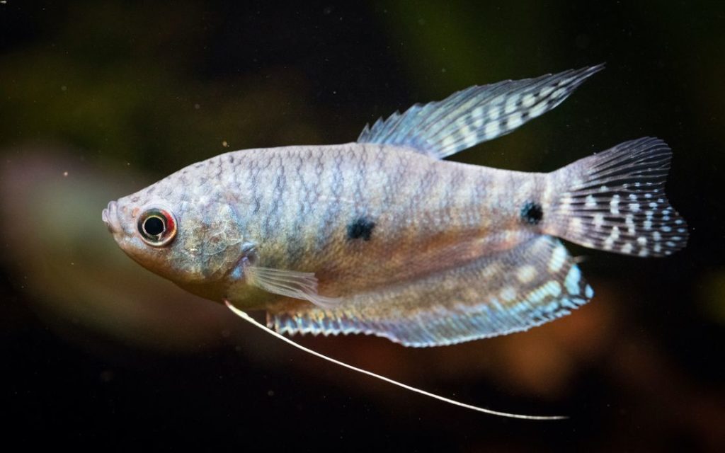 Three Spot Gourami