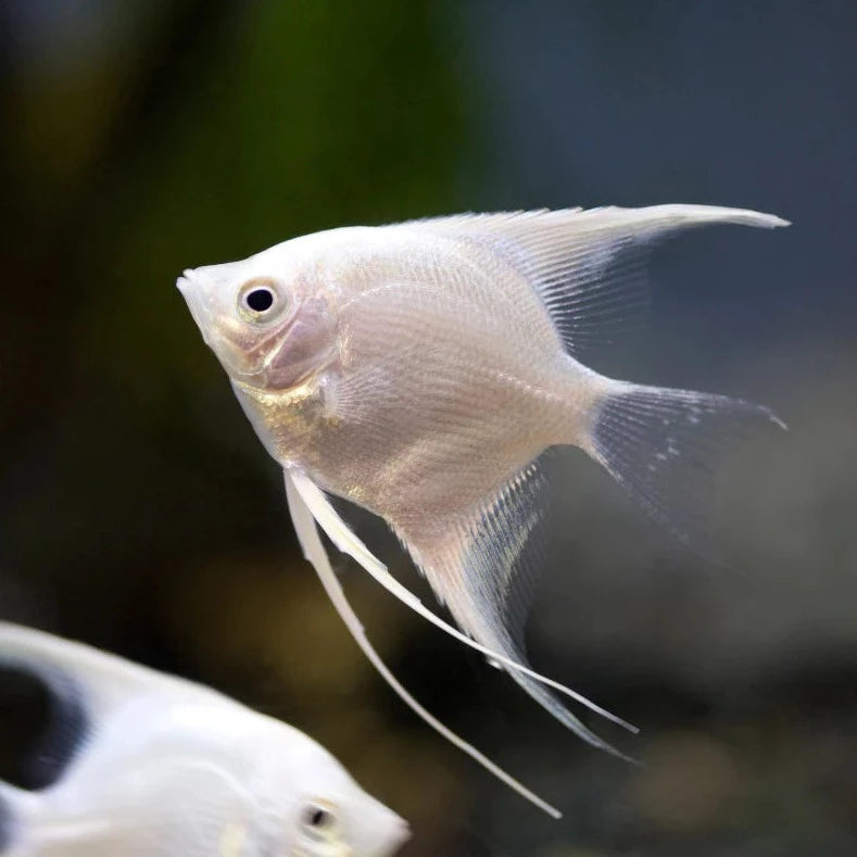 Platinum Angelfish