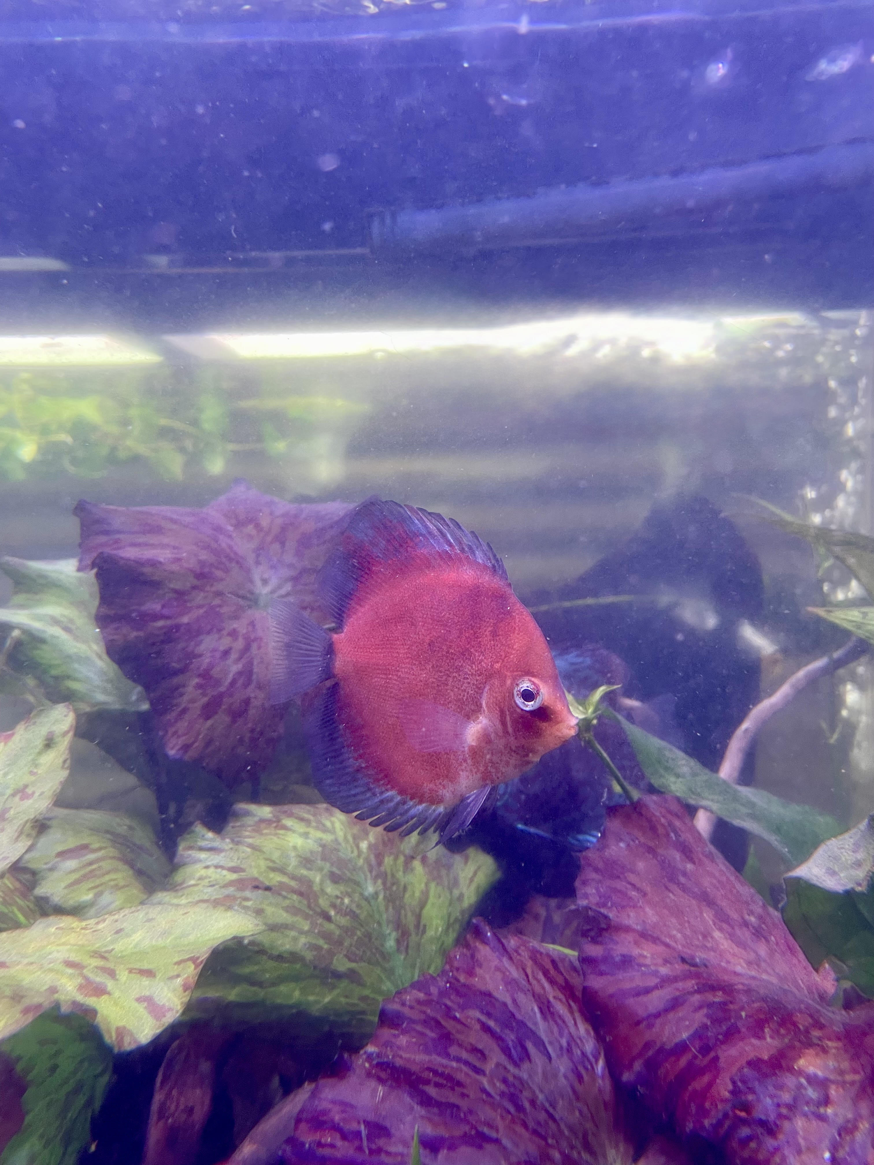 Red Ghost Discus