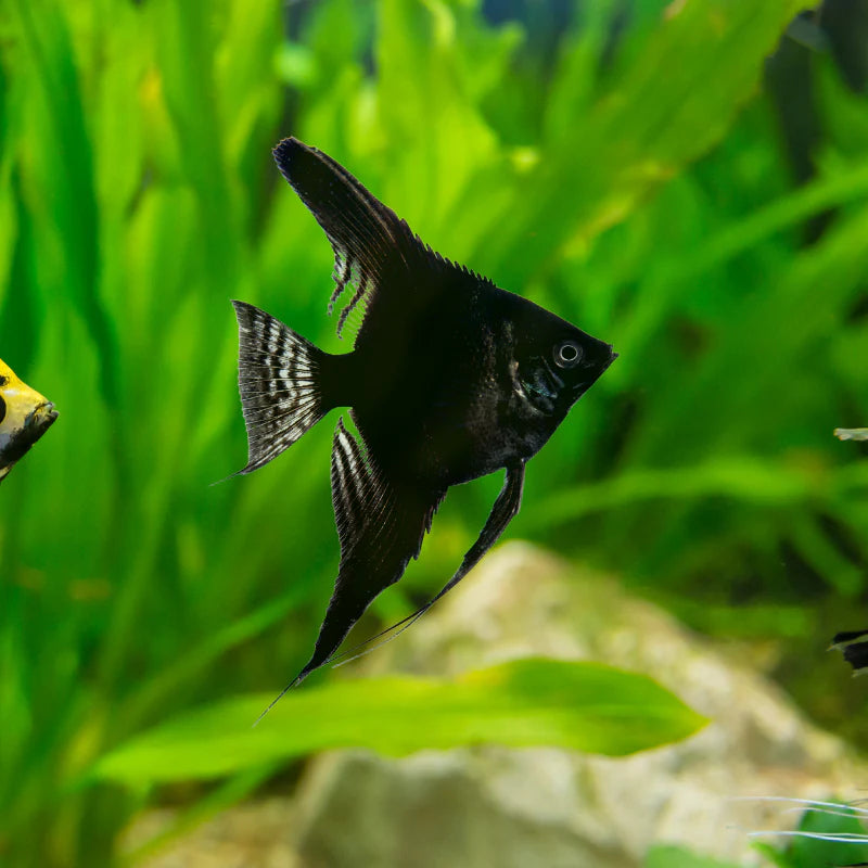Small Angelfish