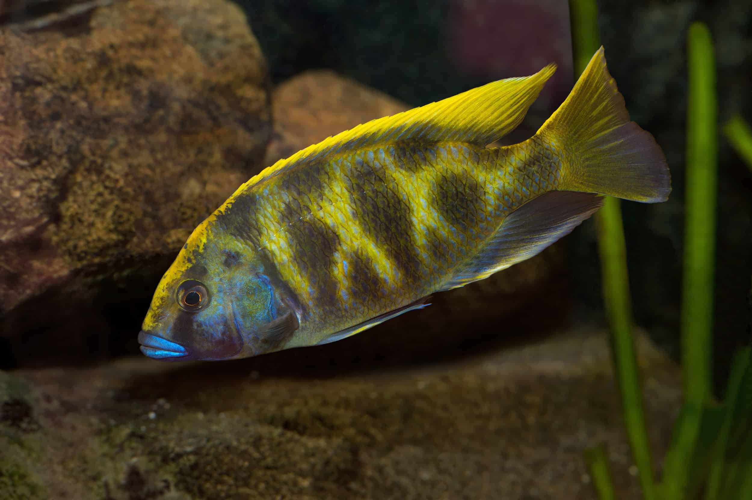 Nimbochromis Venustus (Giraffe Cichlid)
