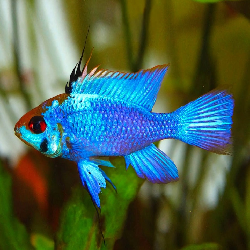 Electric Blue Rwm Electric Blue Ram
