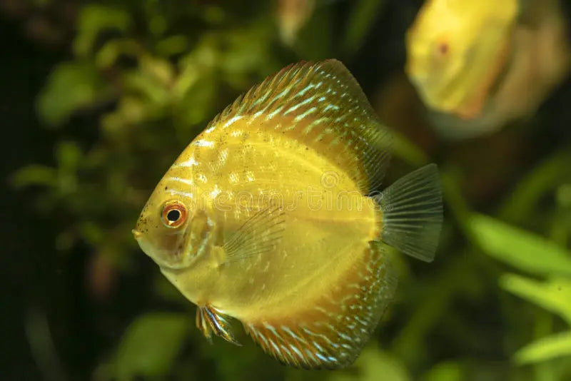 Checkerboard Discus (Small)
