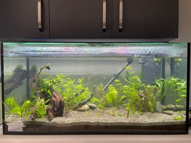 Photo of Tank Rescape
